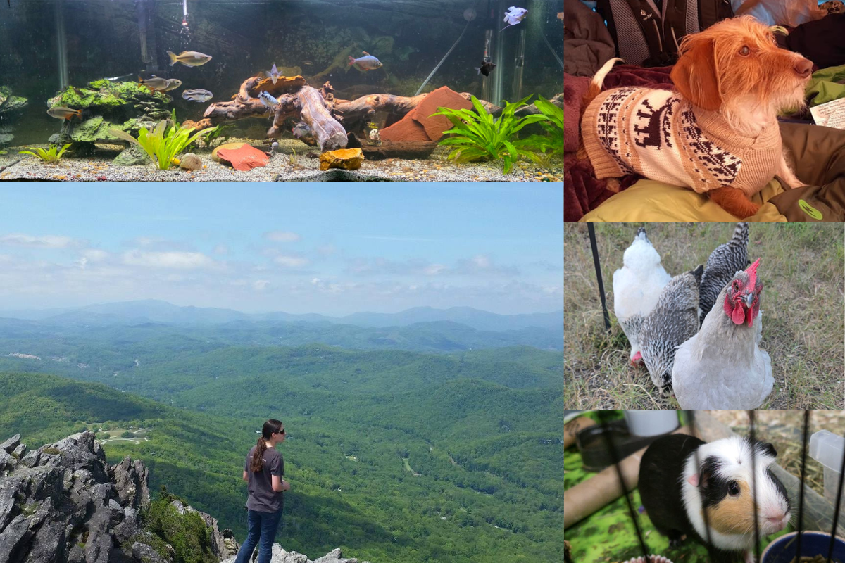Photo collage of Christina in WNC and pictures of some of her animal friends.